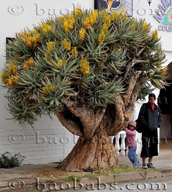 http://www.seedsplants.com/PH/Aloe_dichotoma.jpg