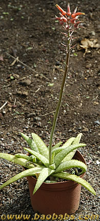 Aloe ellenbeckii