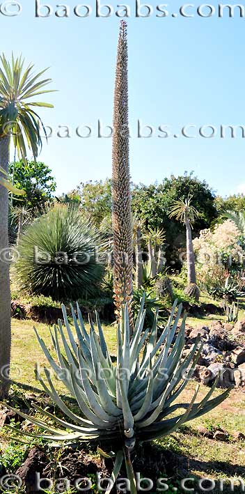 Aloe suzannae