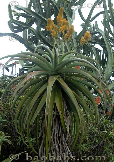 Aloe thraskii