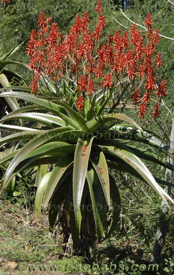 Aloe vaombe