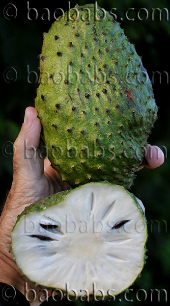 Annona muricata