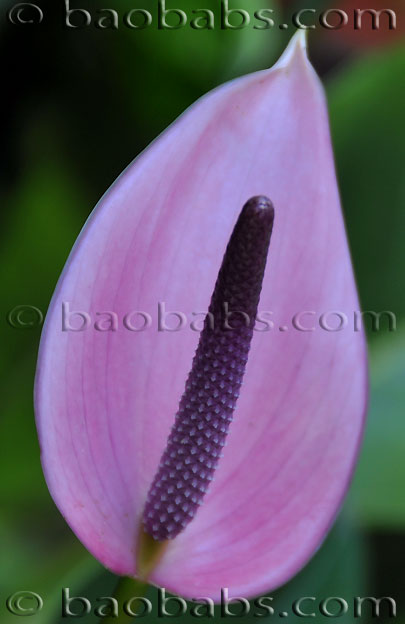 Anthurium AURORA