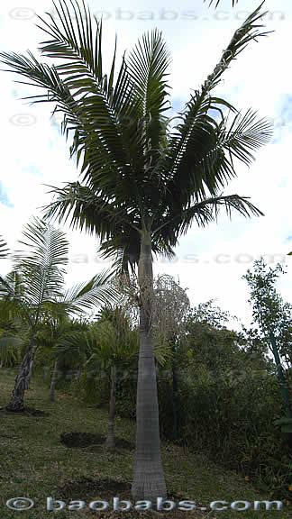 Palme,Palme tropicali,Palma