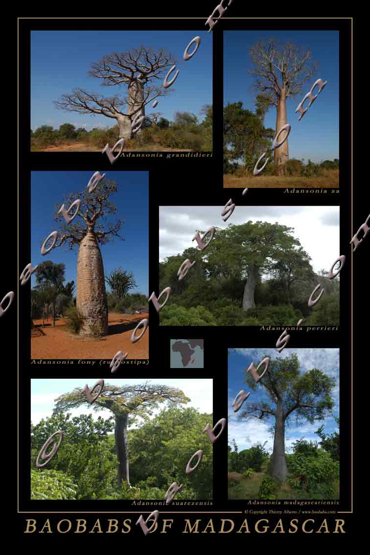 Baobabs of Madagascar
