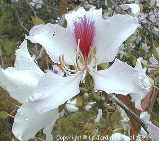 Bauhinia Victor S