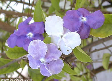 Brunfelsia hopeana