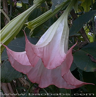 Brugmansia suaveolens ROSEA