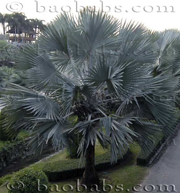 Palme,Palme tropicali,Palma