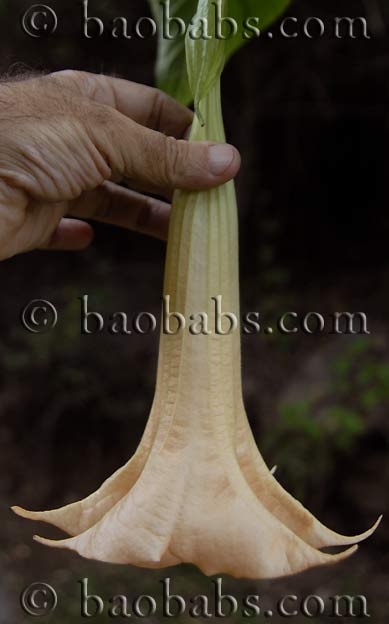 Brugmansia versicolor apricot