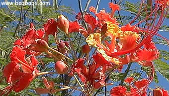 Caesalpinia pulcherrima SUNSET