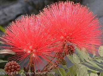 Calliandra sp.2