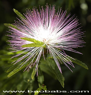 Calliandra sp.1