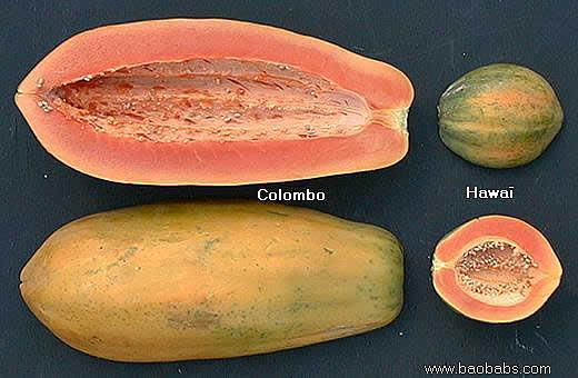 Carica papaya