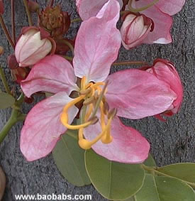 Cassia javanica