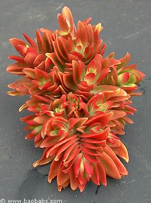 Crassula flamea