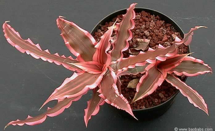 Cryptanthus bivittatus