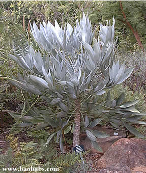 Cussonia paniculata