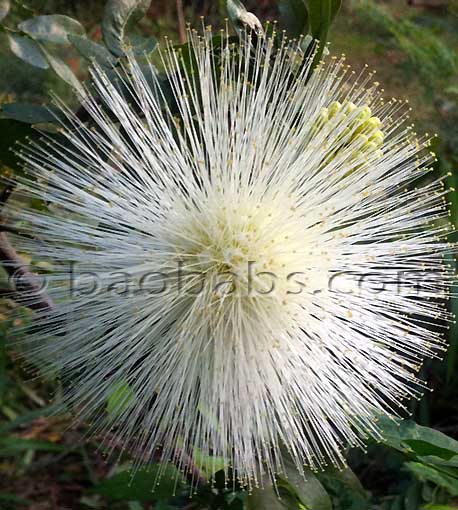 Calliandra haematocephala alba