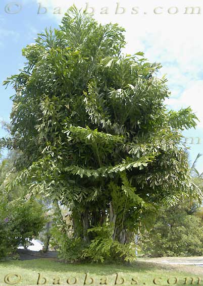 Palme,Palme tropicali,Palma