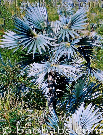 Coccothrinax photo