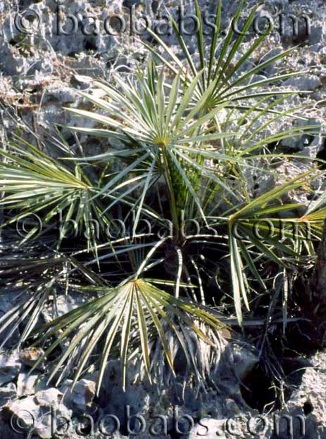 Coccothrinax ekmanii