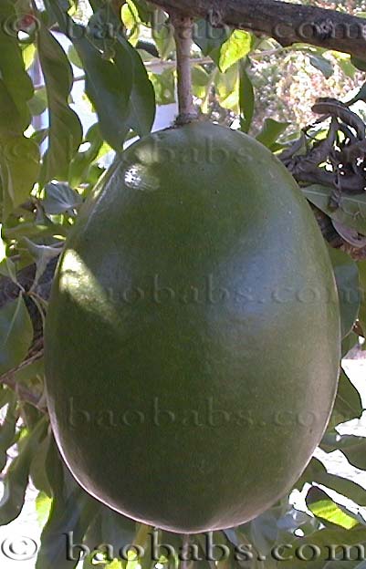 Crescentia cujete