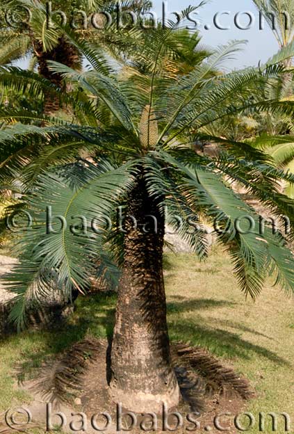 Cycas elephantipes