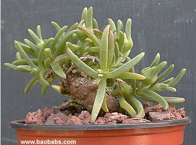 Delosperma napiforme