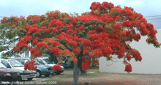 Delonix regia