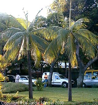 Palme,Palme tropicali,Palma