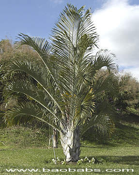 Dypsis decaryi