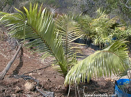 Dypsis lastelliana