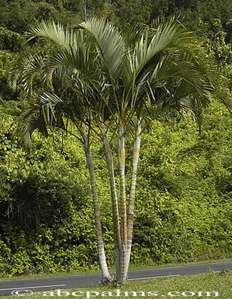 Palms, tropical palms