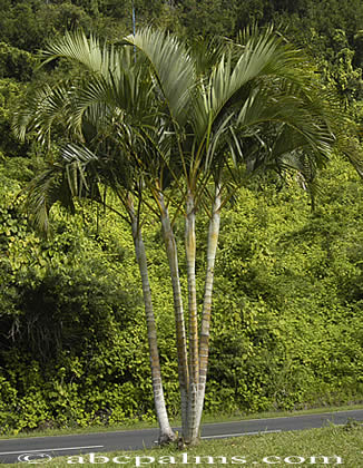 Dypsis lutescens