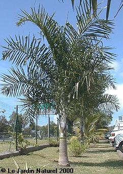 Dypsis madagascariensis