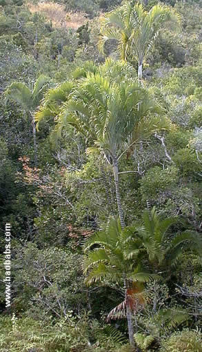 Palme,Palme tropicali,Palma