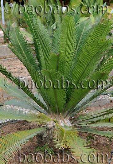 Dioon edule