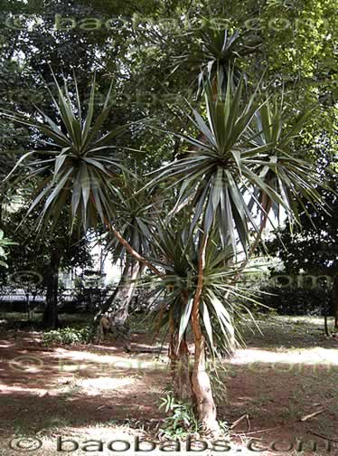 Palms, tropical palms