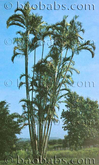 Dypsis cabadae