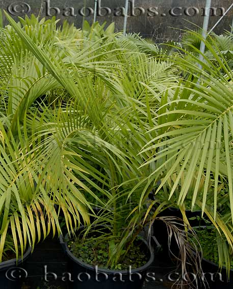 Dypsis ceracea