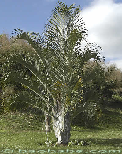 Dypsis decaryi