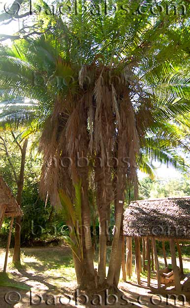 Palms, tropical palms