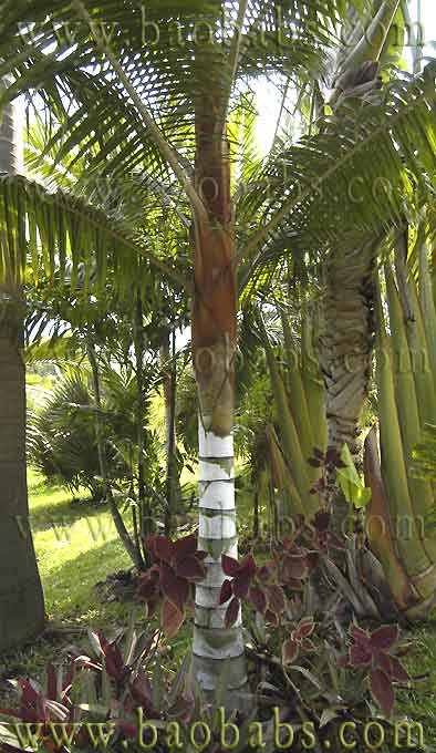 Dypsis leptocheilos