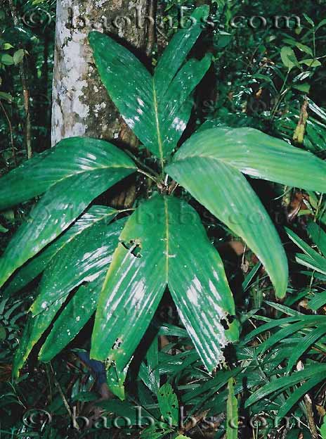 Dypsis paludosa