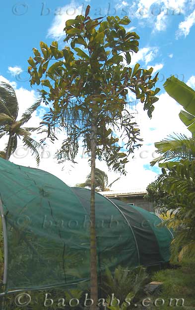 Palme,Palme tropicali,Palma