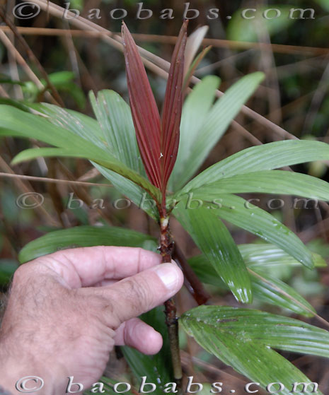 Dypsis poivreana