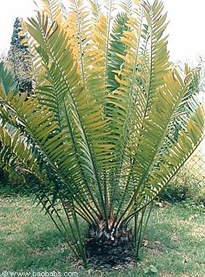 Encephalartos manikensis