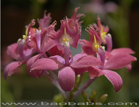 Epidendrum H. BAHIA