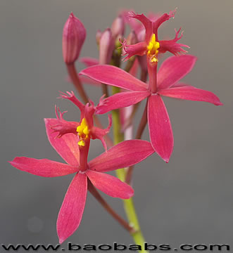 Epidendrum H. SUNSET